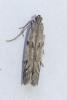 Phycitodes sp.